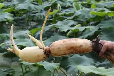 華逸府聯(lián)手湖北洪湖藕、江永芋頭，為您帶來(lái)健康原生態(tài)食材
